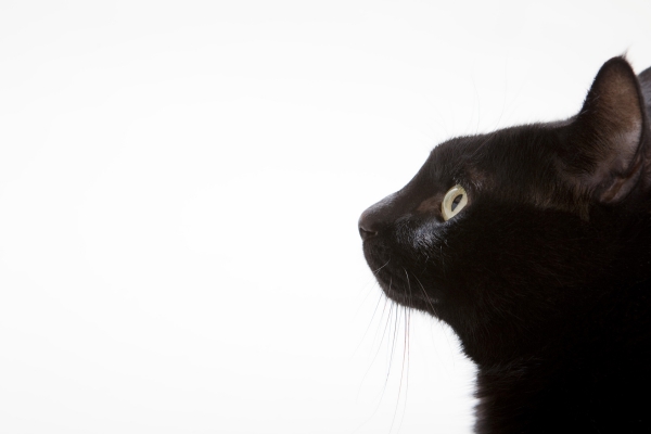 黒猫のスピリチュアル的な意味合い
