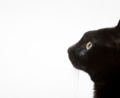 黒猫のスピリチュアル的な意味